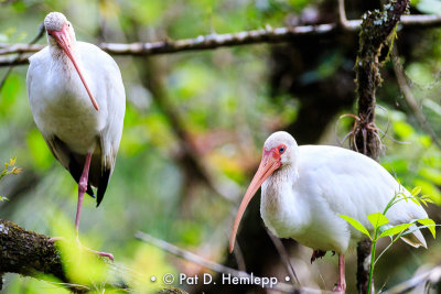 Pair of ibises