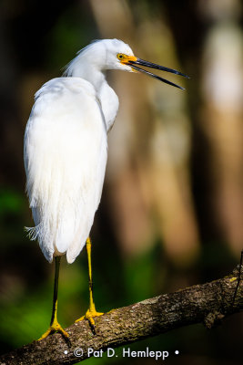 Egret on limb