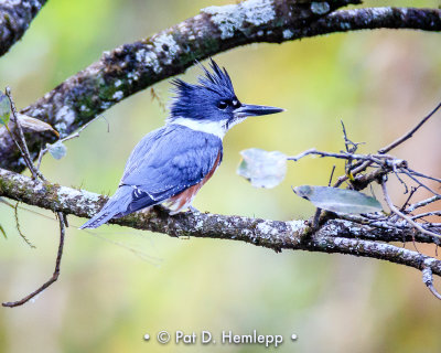 Kingfishers