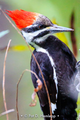 Woodpecker up close