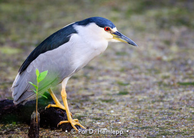 Heron and swamp