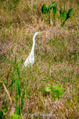 Searching a marsh