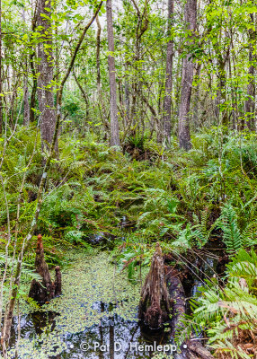 View of a swamp