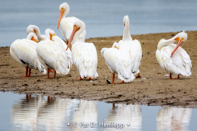 Preening pelicans