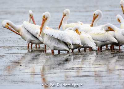 Pelicans in water