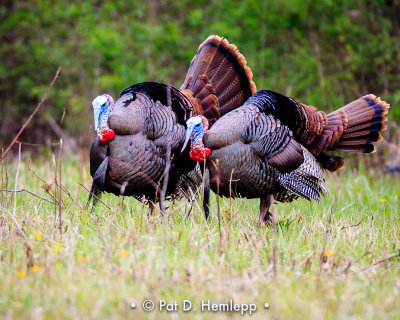 Turkeys in field