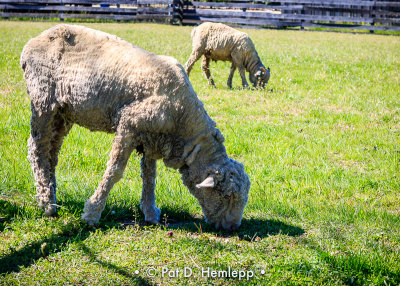 Grazing sheep