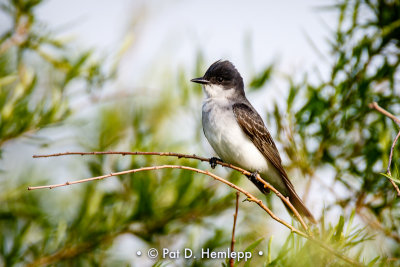 Posing kingbird