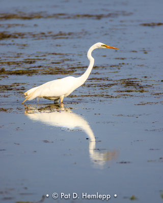 Egret reflecting