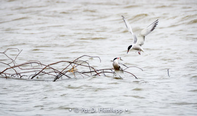 Pair of terns