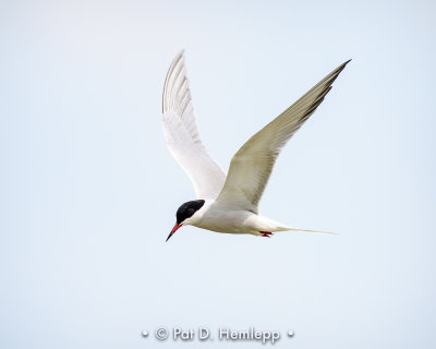 Flying tern