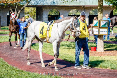 White horse