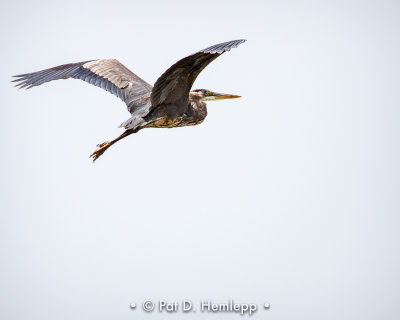 Heron flying