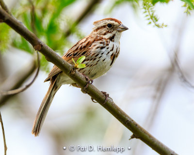 Quiet Song Sparrow