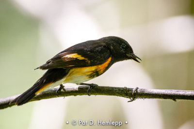 Redstart profile