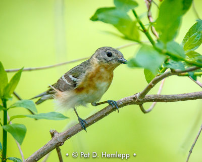 Bay-breasted Warbler