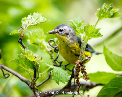 Warbler and leaves