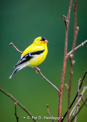 Goldfinch profile