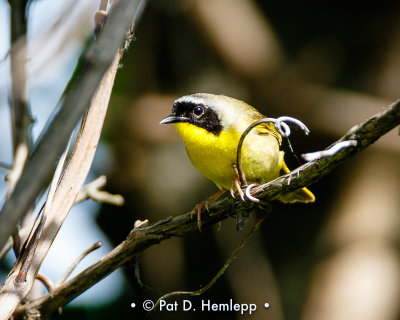 Yellowthroat