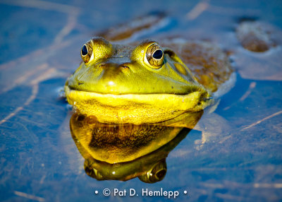 Frog reflected