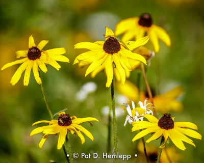 Coneflowers in field