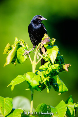 Blackbird in sun