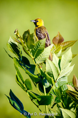 Young Orchard Oriole