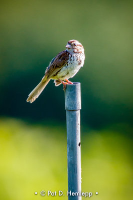 Sparrow on pole
