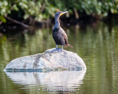 Perched on rock