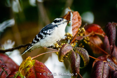 With fall leaves