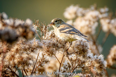 Finch in field