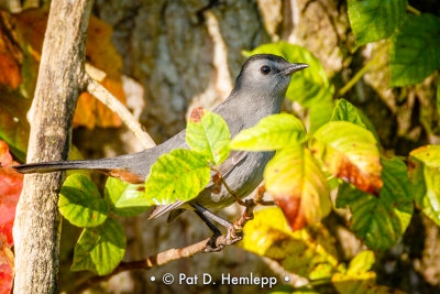 Catbird and leaves