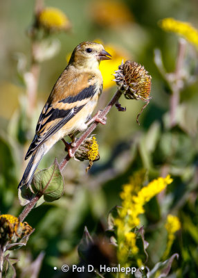 Goldfinch on stem
