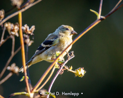 Sunny goldfinch