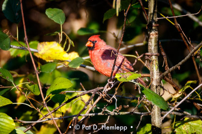 Cardinal and leaves