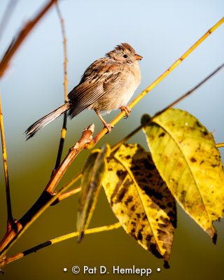 Fall Field Sparrow