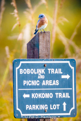 Bluebird and sign