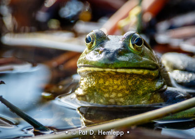 Frog in wetlands