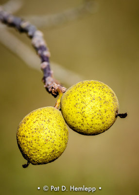 Walnuts ripening