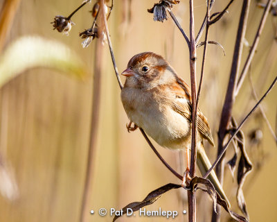 Sparrow in field