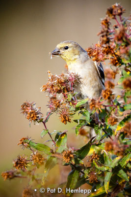 Finch and seeds