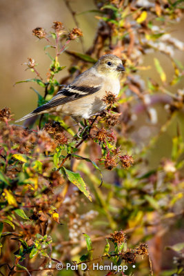 Finch in field