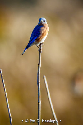 Bluebird in sun