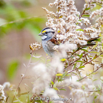 Hiding sparrow