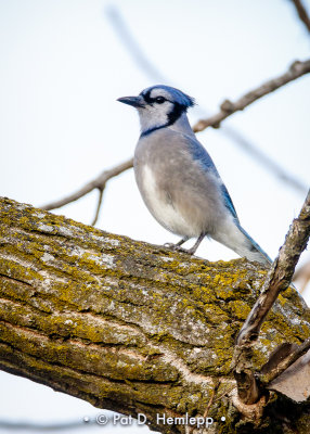 Standing on limb