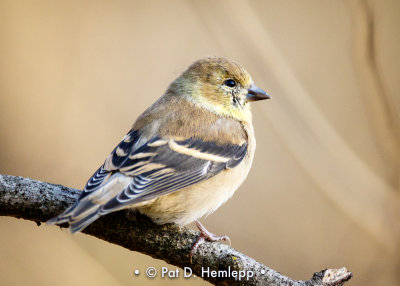 Goldfinch in winter