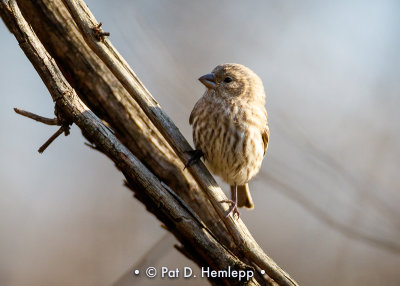 Perched finch