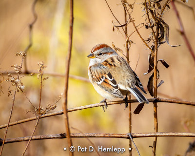 Tree Sparrow