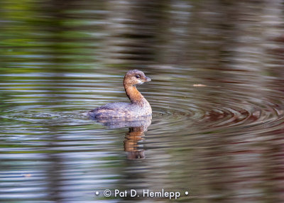 Grebe with ripples