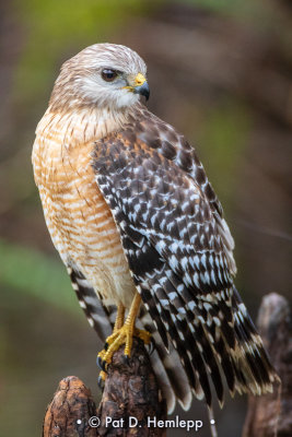 Hawks, other birds of prey